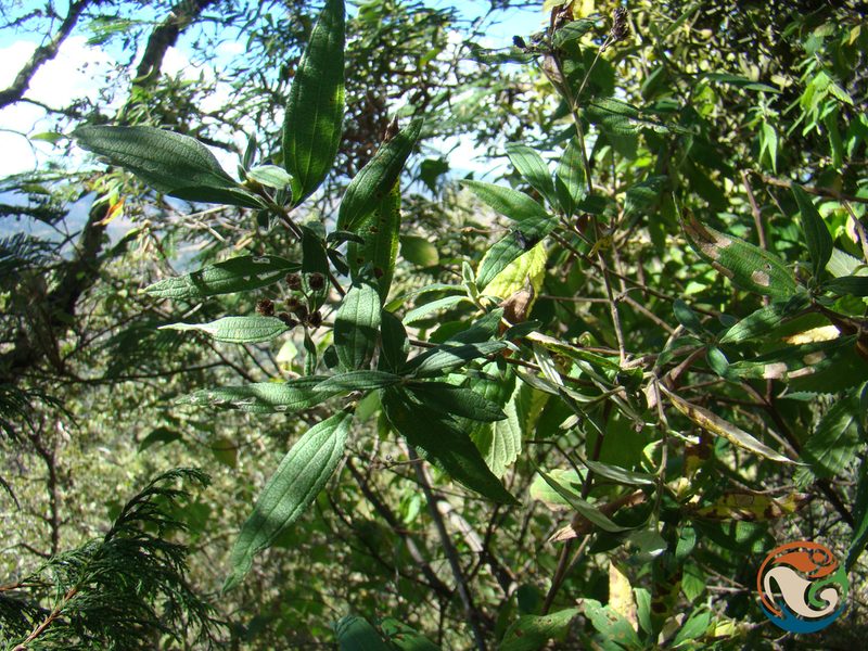 Perymenium discolor, photographed by Eugenio Padilla