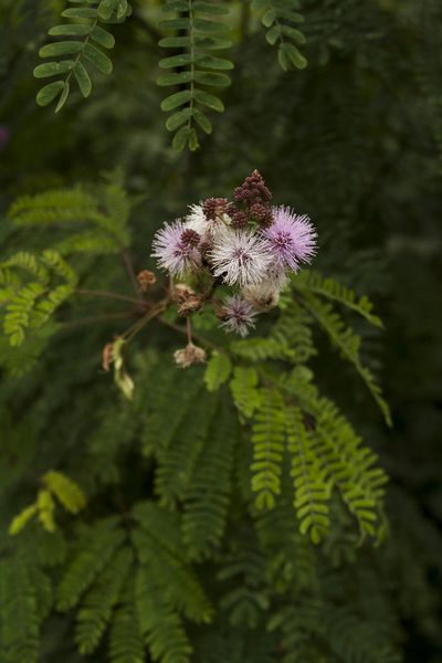 Mimosa rubicaulis, photographed by Siddarth Machado