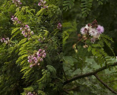 Mimosa rubicaulis, photographed by Siddarth Machado