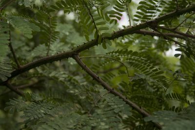 Mimosa rubicaulis, photographed by Siddarth Machado