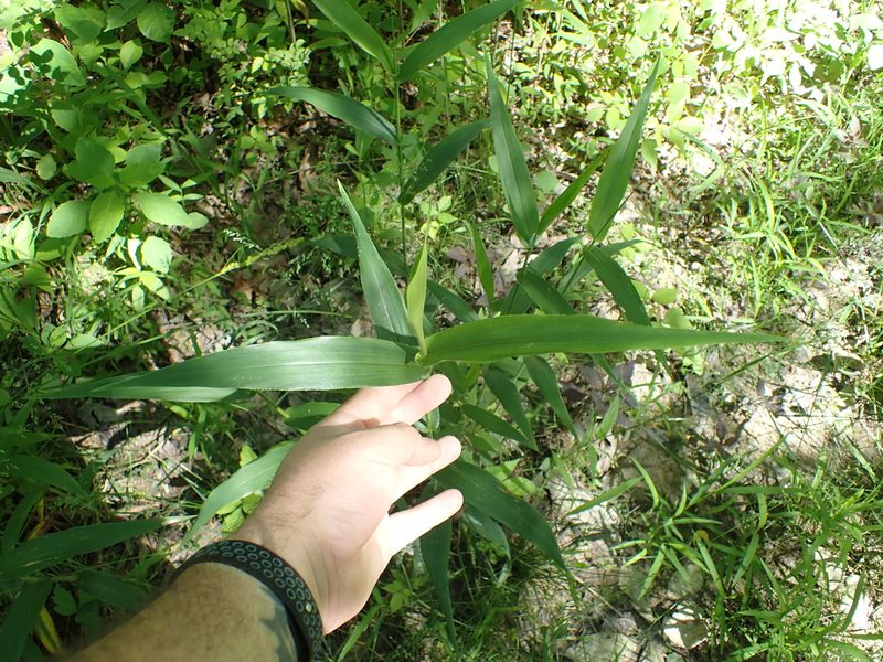 Dichanthelium polyanthes, photographed by John Abrams