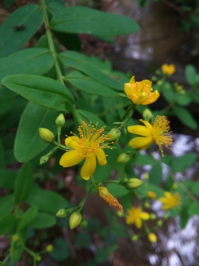 Hypericum nudiflorum, photographed by Will McFarland