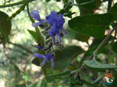 Salvia melissodora, photographed by Eugenio Padilla