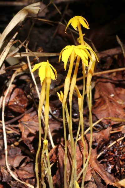 Voyria aphylla, photographed by Alan Rockefeller