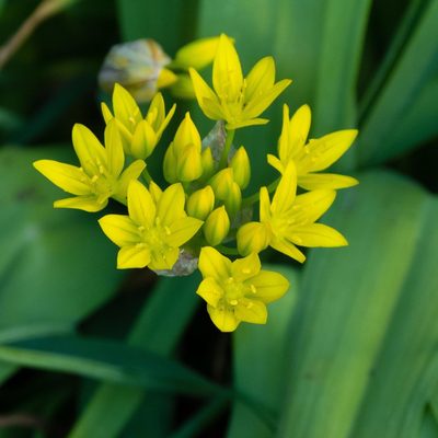 Allium moly, photographed by David Ashcroft