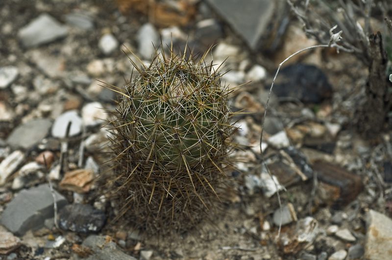 Coryphantha glanduligera, photographed by Ad Konings