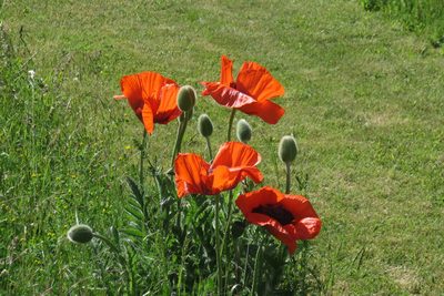 Papaver orientale, photographed by Harald Schnöde (Schnde)