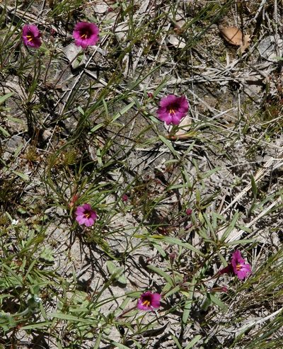 Erythranthe palmeri, photographed by desertnaturalist