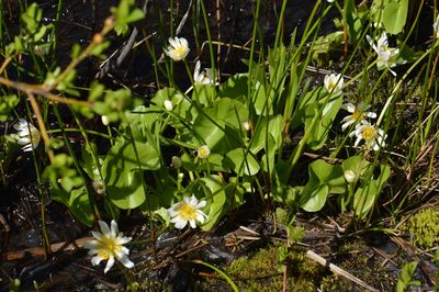 Caltha biflora, photographed by David Anderson