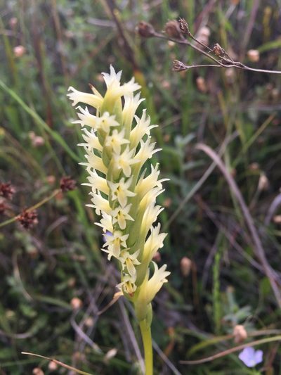 Spiranthes porrifolia, photographed by Wendy Herniman