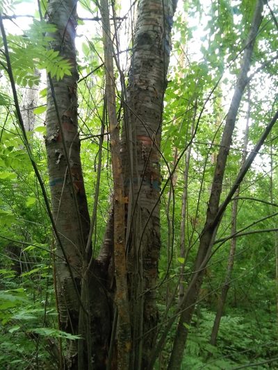 Prunus maackii, photographed by Елена Кизилова