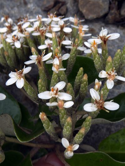 Olearia pachyphylla, photographed by Peter de Lange