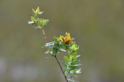 Hypericum myrtifolium, photographed by Mike Ostrowski