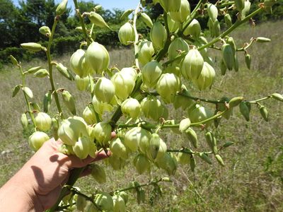 Yucca necopina, photographed by Sam Kieschnick