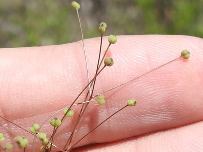 Spermolepis divaricata, photographed by Sam Kieschnick