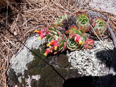 Echeveria secunda, photographed by Jalil R.