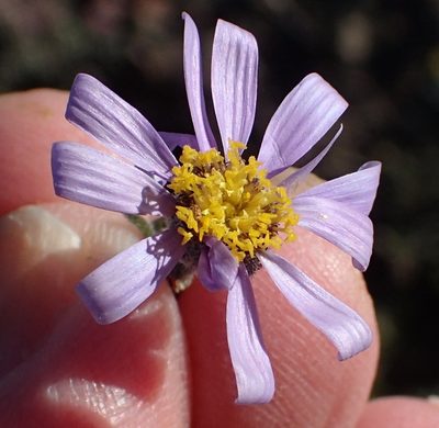 Amellus nanus, photographed by Nicola van Berkel