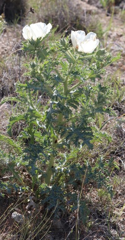 Argemone squarrosa, photographed by crseaquist