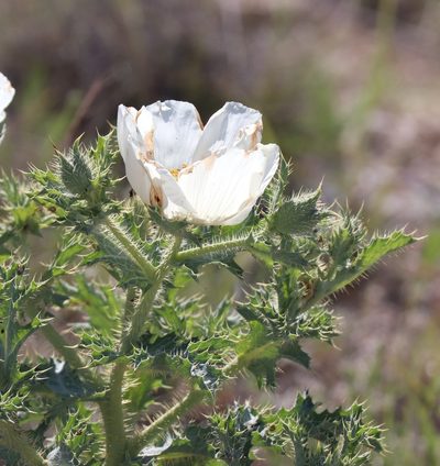 Argemone squarrosa, photographed by crseaquist