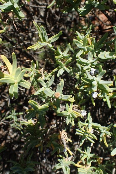 Pteronia glabrata, photographed by Nicola van Berkel