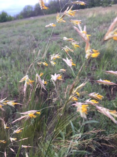 Bromus riparius, photographed by Елена Патерикина