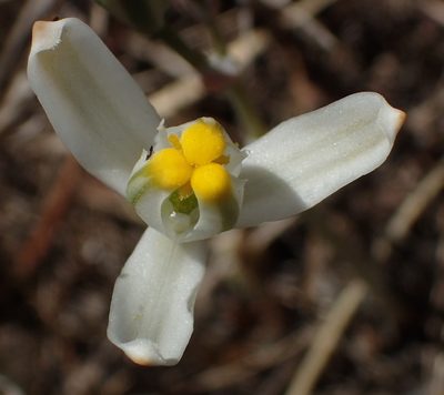 Albuca longipes, photographed by Nicola van Berkel