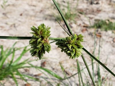 Cyperus entrerianus, photographed by Tyler Bishop