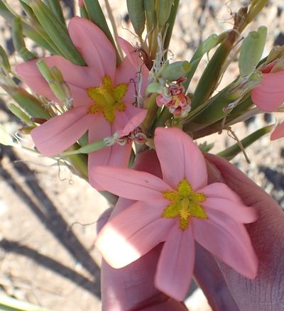 Moraea bifida, photographed by Nicola van Berkel