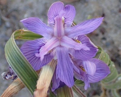 Moraea pritzeliana, photographed by Nicola van Berkel