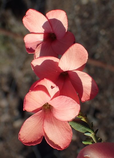 Hermannia grandiflora, photographed by Nicola van Berkel