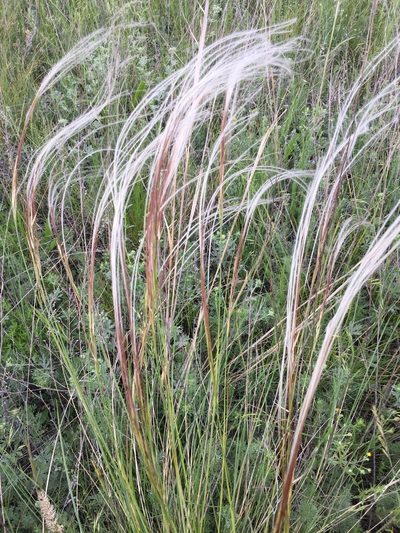 Stipa pulcherrima, photographed by Елена Патерикина