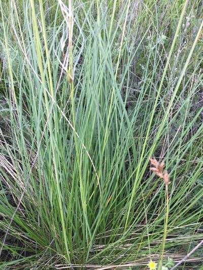 Stipa pulcherrima, photographed by Елена Патерикина