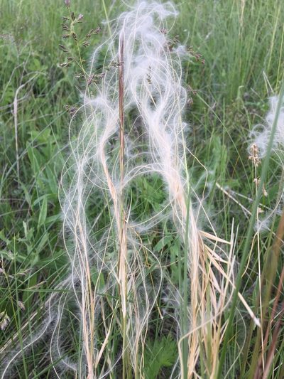 Stipa pulcherrima, photographed by Елена Патерикина