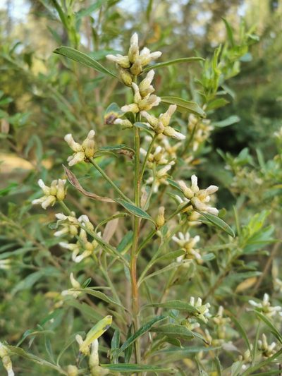 Baccharis heterophylla, photographed by Juan Carlos Pérez Magaña