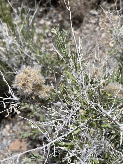 Ambrosia eriocentra, photographed by Matt Berger