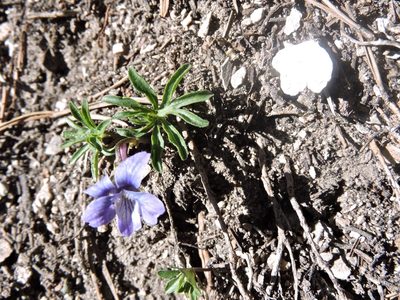 Viola pinnata, photographed by Karsten Rohweder