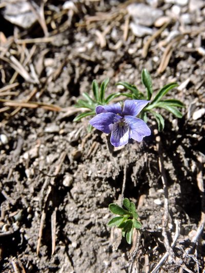 Viola pinnata, photographed by Karsten Rohweder
