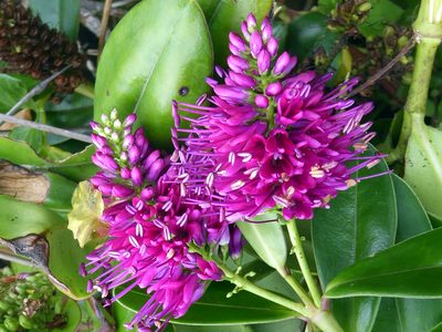 Veronica speciosa, photographed by Peter de Lange