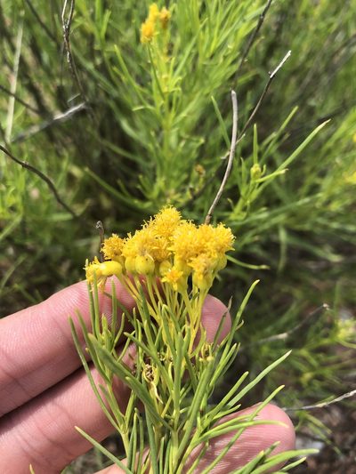 Haploesthes greggii, photographed by Sam Kieschnick
