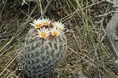 Coryphantha potosiana, photographed by Ad Konings
