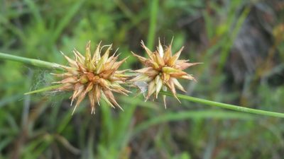 Rhynchospora tracyi, photographed by Jay Horn