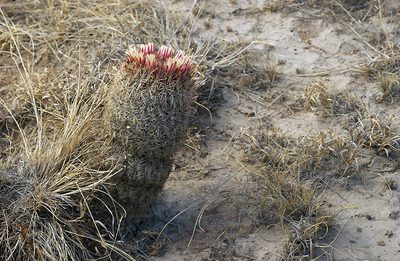 Coryphantha potosiana, photographed by Ad Konings