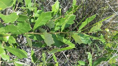 Quercus minima, photographed by Jay Horn