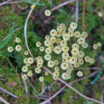 Splachnum luteum, photographed by Donald Hampton