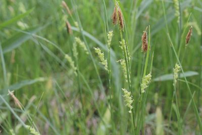 Carex meadii, photographed by Quinten Wiegersma