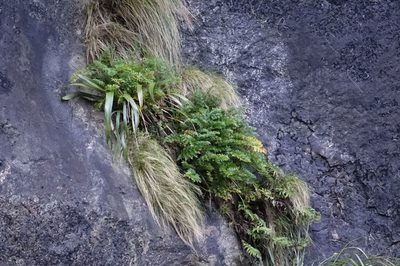 Anisotome lyallii, photographed by John Barkla