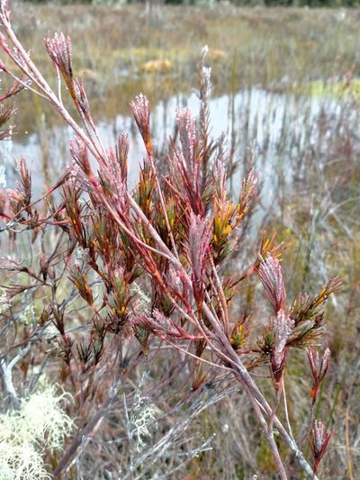 Dracophyllum oliveri, photographed by John Barkla