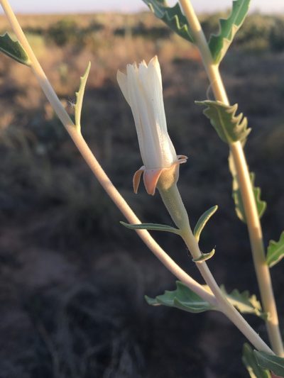 Mentzelia strictissima, photographed by Bob Nieman