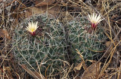 Coryphantha vogtherriana, photographed by Ad Konings