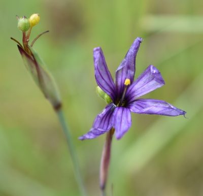 Sisyrinchium hitchcockii, photographed by Gail A Baker